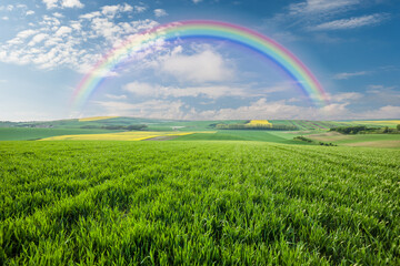 Big wheat fields and rainbow