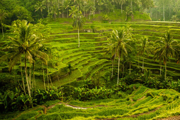 Rizières en terrasses à Bali