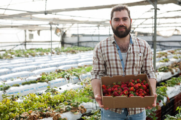 Successful male gardener with strawberries in a greenhouse. High quality photo
