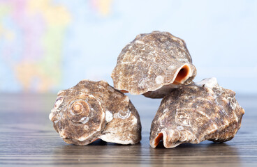 Conch in front of the map