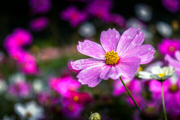 Cosmos flowers background in vintage style Pink cosmos on field in sunset time Field of cosmos flower.