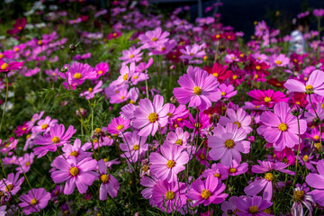 Cosmos flowers background in vintage style Pink cosmos on field in sunset time Field of cosmos flower.