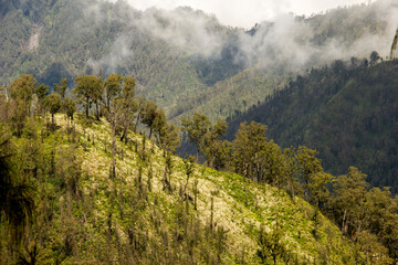 Mount Semeru Landscape with Trees
