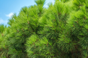 Green pine tree with long needles on a background of blue sky. Freshness, nature, concept.