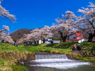 Fototapeta na wymiar Row of cherry blossom trees along a stream (Kannonji river, Kawageta, Fukushima, Japan)