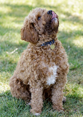 Fototapeta premium 2-Year-Old Cavapoo puppy male, a cross between the Cavalier King Charles Spaniel and Poodle dog breeds. Off-leash dog park in Northern California.