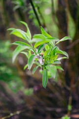Clumps of foam on a willow twig.