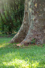 The base of the trunk of The big tree Carpinus Betulus, commonly known as the European or common hornbeam