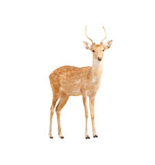 Baby deer with antler standing and looking isolated on white background , clipping path