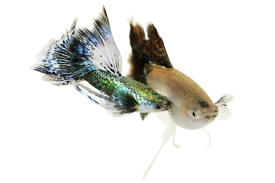 Fancy Blue Guppy fish aquarium fish Male Poecilia reticulata colorful freshwater fish	
