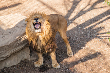 牙を見せて威嚇するライオン