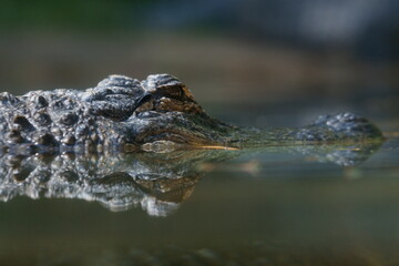 Alligator at water level