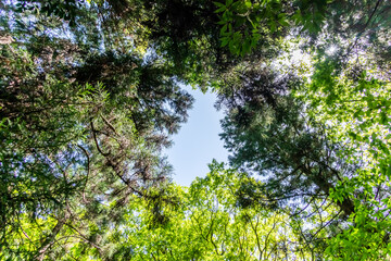 Fototapeta premium 新緑の森 Landscape of the fresh green forest