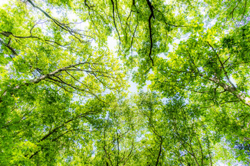 Obraz premium 新緑の森 Landscape of the fresh green forest