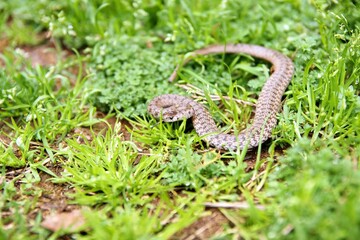 Brown snake, Storeria, in grass