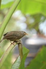 jungle babbler