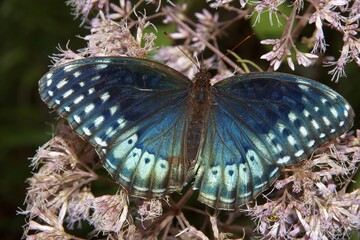 female Diana Fritillary butterfly, Speyeria