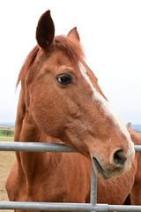 Naklejka premium Portrait of a brown horse with head up and looking at camera