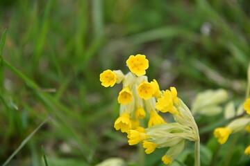 yellow cowslip (Primula veris) with flowers in spring
