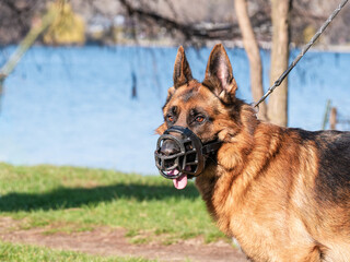 Close up with a german shepherd dog breed with a muzzle (mouth guard) and leash