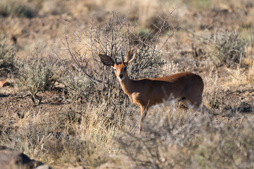 Steenbok (Raphicerus campestris) antelope makes eye contact, is curious, in the wild at Karoo national park, South Africa