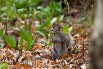 The eastern gray squirrel (Sciurus carolinensis) in the park