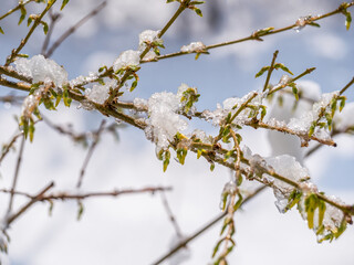 Melting snow or ice on tree branches with green buds
