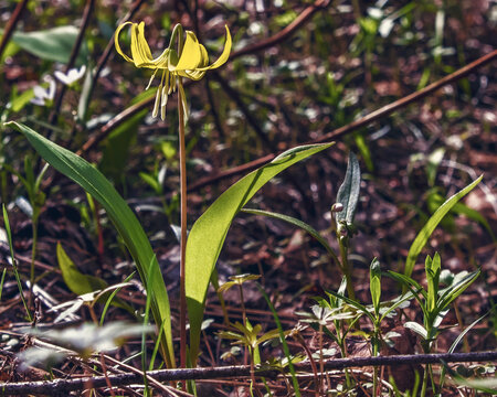 A yellow avalanche lily blossoming on the forest floor in the spring
