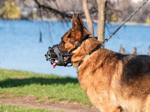 Close up with a german shepherd dog breed with a muzzle mouth guard and leash Stock Photo Adobe Stock