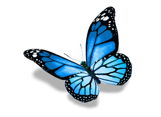 Color monarch butterfly , isolated on the white background