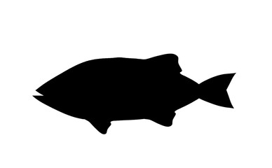 silhouette of fish on white background