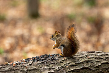 The American red squirrel -Tamiasciurus hudsonicus in the park