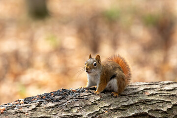 American red squirrel ((Tamiasciurus hudsonicus) known as the pine squirrel, North American red squirrel and chickaree.