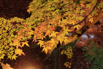 オレンジ色に透けるライトアップされた紅葉