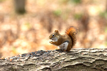 American red squirrel ((Tamiasciurus hudsonicus) known as the pine squirrel, North American red...