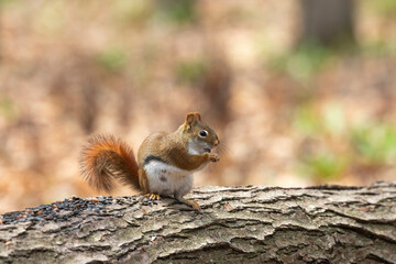 American red squirrel ((Tamiasciurus hudsonicus) known as the pine squirrel, North American red squirrel and chickaree.