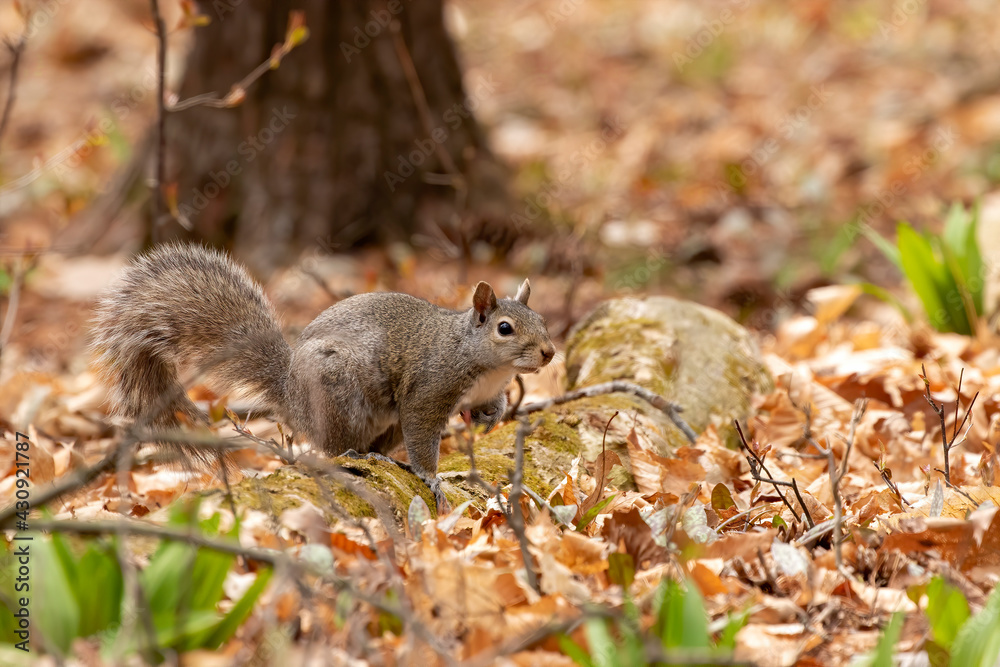 Wall mural The eastern gray squirrel (Sciurus carolinensis) in the park