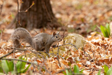 The eastern gray squirrel (Sciurus carolinensis) in the park