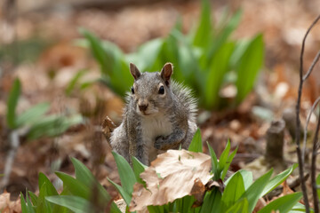 The eastern gray squirrel (Sciurus carolinensis) in the park