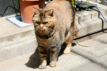 Obraz premium 猫