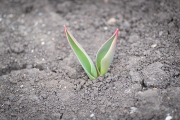 In spring, a green sprout of flowers emerges from the ground.