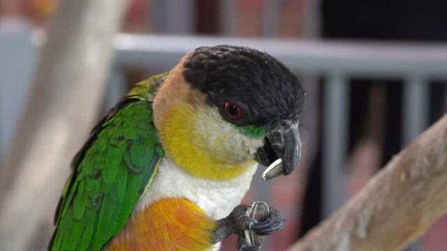Black headed parrot (Pionites melanocephalus) close up eating seeds. Also called black-headed caique, black-capped parrot or pallid parrot.