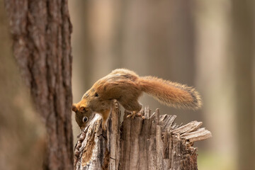 American red squirrel ((Tamiasciurus hudsonicus) known as the pine squirrel, North American red squirrel and chickaree.