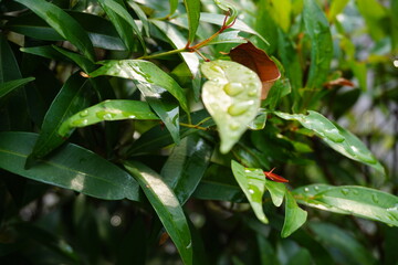 Obraz premium rain drops on a leaf