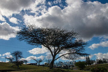 Fototapeta na wymiar Leafless Thorn Tree with a Backdrop of Cloudy Blue Sky