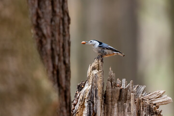 The white-breasted nuthatch (Sitta carolinensis)