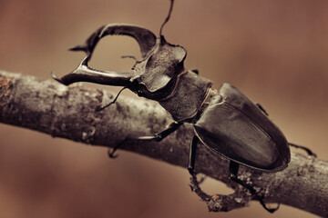 beetle deer on a branch.