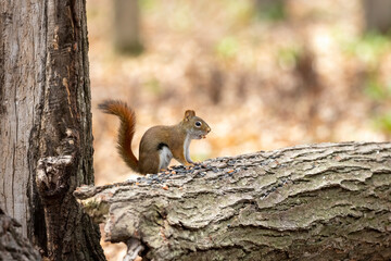 The American red squirrel -Tamiasciurus hudsonicus in the park