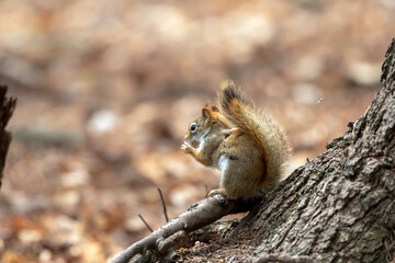 Naklejka na ściany i meble American red squirrel ((Tamiasciurus hudsonicus) known as the pine squirrel, North American red squirrel and chickaree.