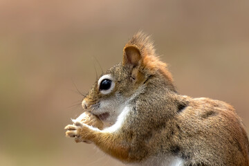American red squirrel ((Tamiasciurus hudsonicus) known as the pine squirrel, North American red squirrel and chickaree.